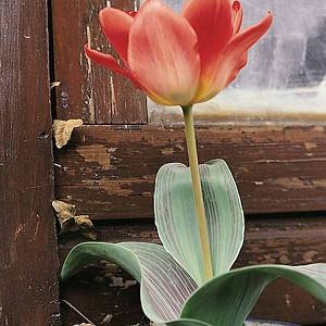 Tulipa Sweet Lady,Tulip 'Sweet Lady', Greigii Tulip 'Red Sweet Lady', Greigii Tulips, Spring Bulbs, Spring Flowers, Tulipe Sweet Lady,Greigii Tulips, Tulipes Greigii, Pink tulips, Apricot Tulips, Orange Tulips
